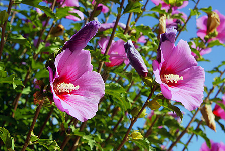 粉红色希比斯花园植物粉色植物群衬套图片