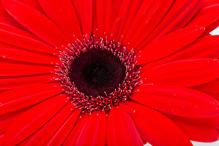 红色的热贝拉花花圆圈美丽植物学花粉季节植物群雏菊生长花园植物图片