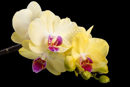 在黑色背景上孤立的黄兰花纪念日黄色植物温泉热带静物礼物婚礼花束白色图片