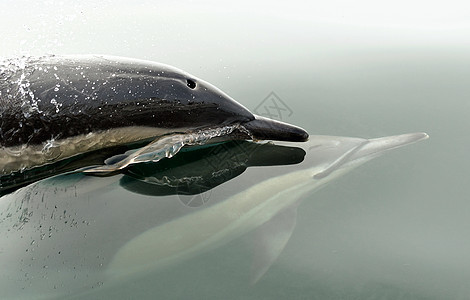 海豚 在海里游泳潜水荒野跳跃动物哺乳动物呼吸气泡岛屿野生动物海洋图片