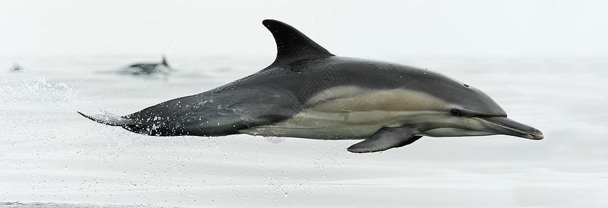 海豚 在海里游泳海洋生活热带动物哺乳动物气泡潜水岛屿野生动物呼吸图片