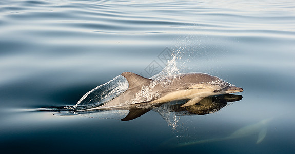 海豚 在海里游泳荒野海浪呼吸热带野生动物岛屿气泡潜水生活动物图片
