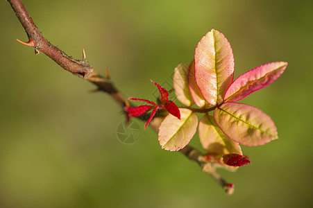 装饰玫瑰花叶芽图片