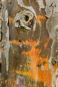 Cypress 树皮细节宏观环境木材微观木头植物黄色绿色树干图片