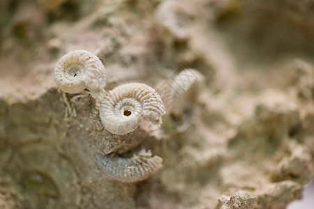 石化沙石上的贝壳化石图片