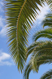 椰枣树蓝色休息阴影植物棕榈晴天热带天空海滩旅行图片