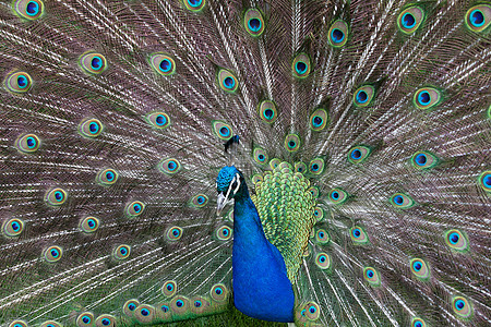 孔雀的近距离展示出它美丽的羽毛野生动物绿色活力尾巴热带脖子男性种群蓝色跳舞图片