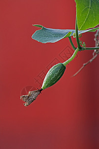 哥伦比亚大肠杆菌 易挥高尔德 科皮尼亚印度迪卡脚趾热带藤蔓绅士药物水果幼果黄瓜蔬菜西瓜图片