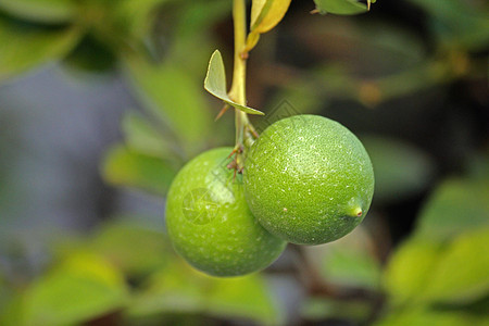 柠檬 C 豪华轿车子目植物科目的烹饪水果药物酸味香气图片