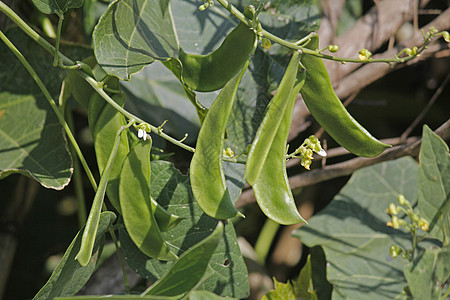 硫酸 黄油豆 青豆菜豆蔬菜藤蔓豆荚味道豆类营养图片