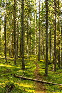 维尔森林小路太阳松树踪迹叶子森林国家荒野公园风景图片