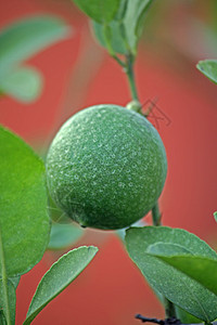 柠檬 C 豪华轿车药物酸味子目植物科目的水果烹饪香气图片