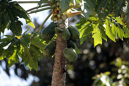 埃塞俄比亚一棵树上的木瓜果实图片