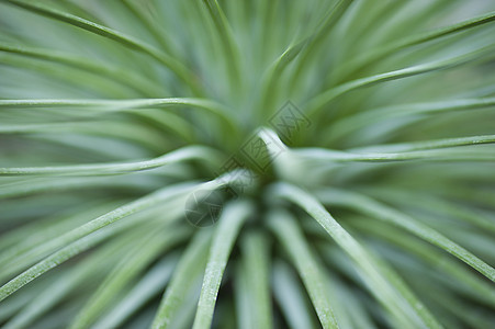 有绿带树叶的植物丝带宏观脊柱绿色磁带叶子背景图片