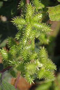 北安提俄西北部Noogoora布尔的水果钩刺硬毛苍耳植物木本毛刺多刺草本果实边缘图片