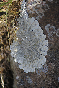 岩石盾岩盾金黄色叶状油菜目地衣菌类油菜菌科图片