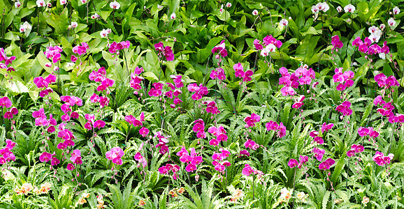 兰花花石斛花园植物群季节场地植物学情调花束植物公园图片