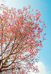 美丽的樱花Sakuura 泰国清迈季节痤疮植物土井蓝色叶子亚科旅行植物学红斑图片