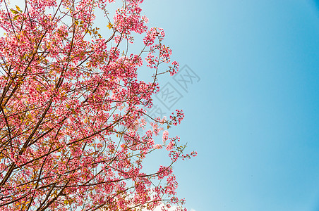 美丽的樱花Sakuura 泰国清迈天空红斑土井花园木头植物学场景季节植物蜡质图片