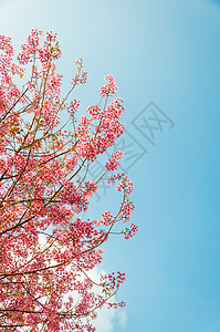 美丽的樱花Sakuura 泰国清迈植物学亚科蜡质场景蓝色花园旅行房子植物天空图片