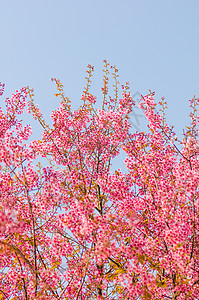 美丽的樱花Sakuura 泰国清迈土井红斑痤疮花瓣季节叶子木头蜡质旅行房子图片