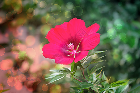 花园背景上的美丽的红花 (笑声)图片