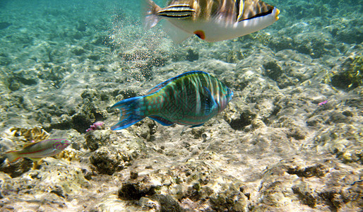 热带热带异国鱼类在水下捕捞 即七氯丁二烯水族馆浮潜动物群潜水海洋旅行旅游生活假期情调图片
