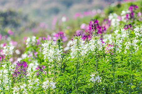 紫色和白色的花朵在田野中绿地生长太阳植物背景图片