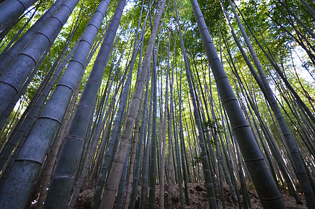 京都阿拉希山的竹林和竹林树林森林绿色花园叶子植物图片