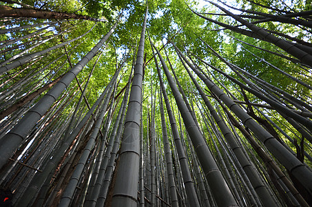 日本京都亚林山的竹林竹木绿色叶子森林植物花园树林图片