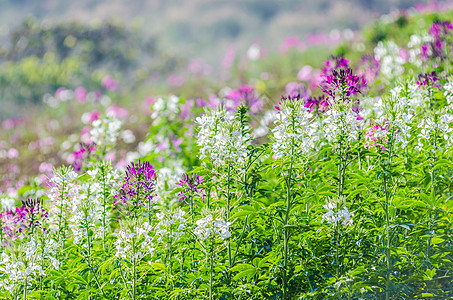 紫色和白色的花朵在田野中绿地生长植物太阳背景图片