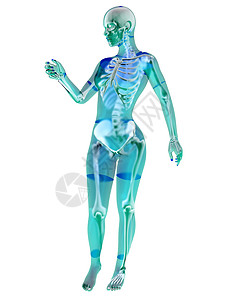女性解剖学医学考试研究女士药品骨骼生物学肌肉插图扫描图片