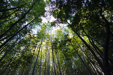 京都阿拉希山的竹林和竹林花园森林植物叶子树林绿色图片