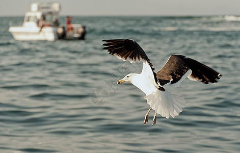 飞行海鸥野生动物航班动物地平线假期羽毛海景支撑海洋海浪图片