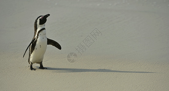 非洲企鹅国家濒危笨蛋海滩鸟类学鲈鱼乐趣巨石野生动物海岸图片