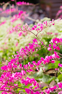 粉花 珊瑚藤脆弱性花瓣宏观植物正装叶子季节园艺珊瑚色植物学图片