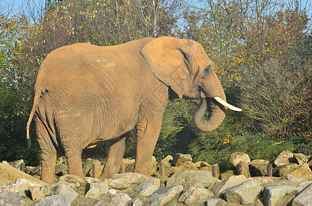 非洲大象哺乳动物树干耳朵野生动物池塘公园荒野动物象牙图片