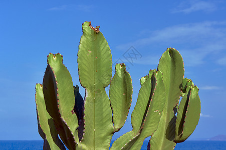 刺皮梨仙人掌地平线植物蓝色绿色天空图片