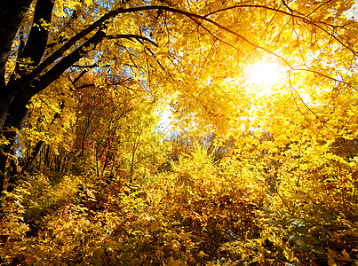 明日的森林镜子风景休息叶子阳光反射晴天芦苇公园季节图片