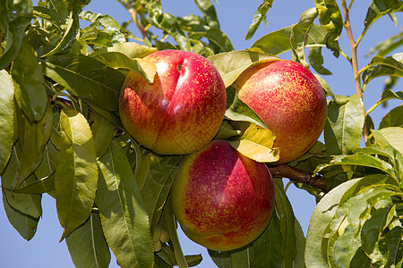 桃子食物营养烹饪花园叶子植物季节农作物饮食力量图片