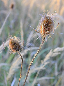 干甘酯植被季节棕色野花花朵草本植物荒野图片