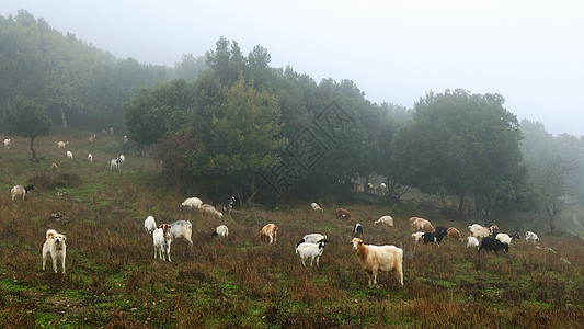 山羊放牧牧羊犬家畜牧场牛角动物食草树木农村牛奶哺乳动物图片