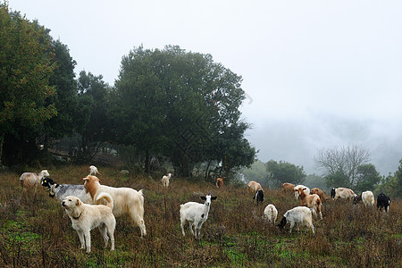 山羊放牧家畜食草牧羊犬农村牛角哺乳动物农场牧场牛奶树木图片