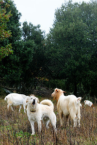 山羊放牧树木家畜农场牛角牧羊犬牛奶牧场动物食草农村图片