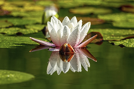 莉莉或莲花花图片