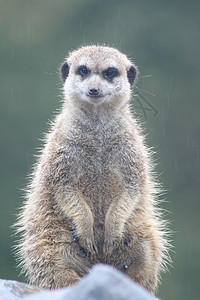 Meerkat 苏里卡塔辛皮卡塔捕食者小人动物哺乳动物松鼠猫鼬背景图片