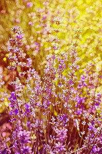 食用盐花园草本薰衣草农村疗法芳香乡村紫色植物香味图片