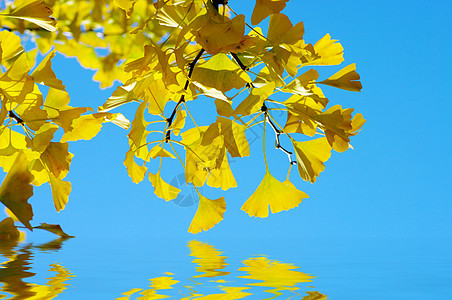 黄色和绿色 Ginkgo 树叶季节活力植物草本植物公园森林衬套棕色药品银叶图片