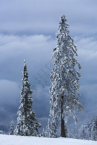 冷冻的采石树图片