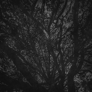 树的枝木 与天空对立 天上封闭着白色晴天森林黑色枝条树木叶子植物阳光树干图片